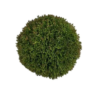Large Sedum Ball 6"