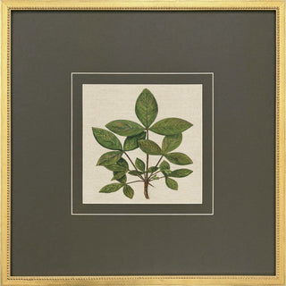 Leaf Print Artwork Assorted
A framed botanical art print featuring a green leafy branch on a cream background, surrounded by a dark gray mat and a gold toned frame hickory