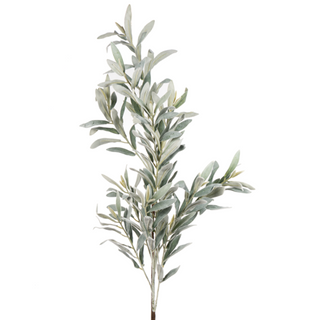 Leucolaena Spray 40"