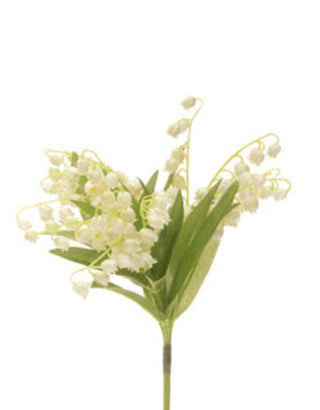 Lily of the Valley