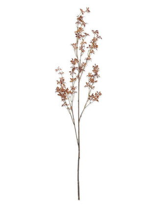 Ludwigia Fall Foliage Leaf Stem flower brown
