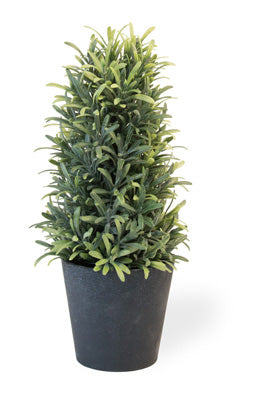 Small Rosemary Bush