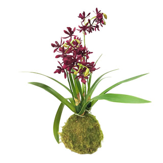 Maroon Mini Orchid Large Moss Ball
Artificial orchid plant 