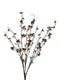 Cranberry