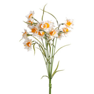 Narcissus Bundle 27" Cream