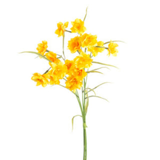 Narcissus Bundle 27" Yellow
