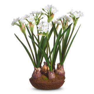 Narcissus Drop In  15"