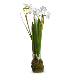Narcissus Plant Drop-In 10.5" white flower bulb
