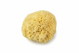 A sea wool sponge that’s known for its extreme softness, durability, and ability to hold vast amounts of water, making them ideal for luxurious bathing, infant care, or delicate cleaning. Harvested sustainably in the Gulf of Mexico and Florida, these hypoallergenic, biodegradable, and antibacterial marine animals provide a natural, plastic-free alternative to synthetic sponges that lasts for months or even years with proper care