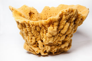 Natural Vase Sponge
