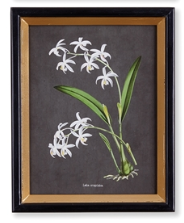 Orchid Study Petite Print Assorted