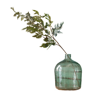 Oregon Juniper Berry Branch evergreen stem