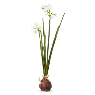 Paperwhite Bulb white flower