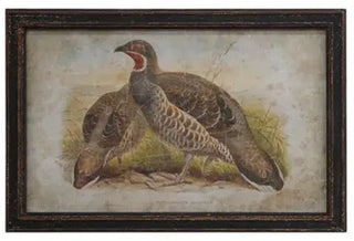 Pheasant Print Assorted red neck bird brown frame aged 