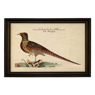 Framed Vintage Pheasant Illustration on a Distressed Background
