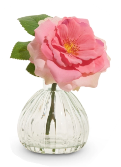 Clear glass vase with a pink flower on a white background. Pink Rose Stem in Glass Vase, Assorted