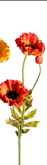 Small Poppy Assorted 27"
