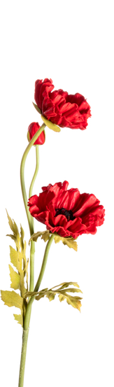 Small Poppy Assorted 27"