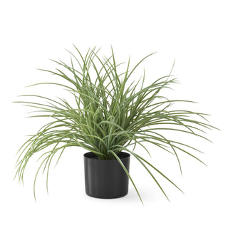Potted Spaghetti Strap Agave with Faux Stones