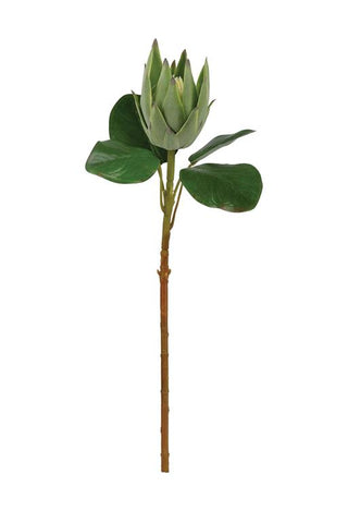 Protea in Green pod