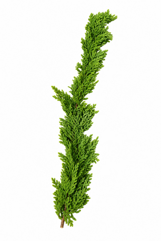 Garland Real Touch Garland 72" green christmas evergreen