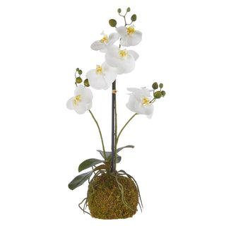 Real Touch White Orchid with Moss Ball 24"