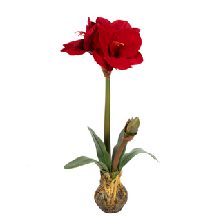 Red Amaryllis Bulb