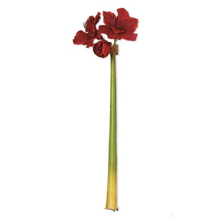 Red Amaryllis Stem 32"