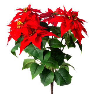 Red poinsettia plant with green leaves on a white background. Red Poinsettia Bush x 7