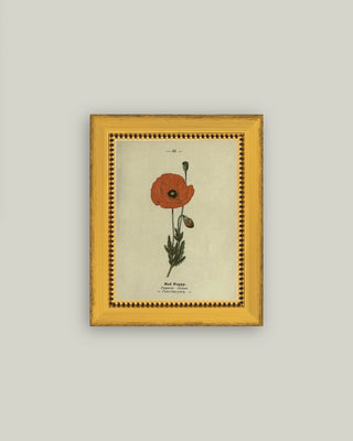 Red Poppy Framed Antique Art 5" x 7" gold frame beige botanical