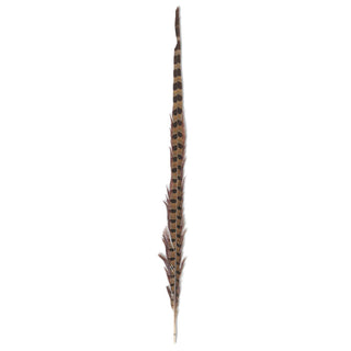 Ring Neck Feather 16"-18"