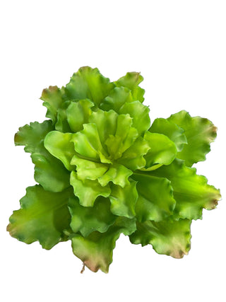 Ruffled Green Echeveria Plant