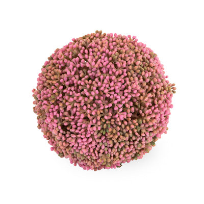 Pink Mulberry Ball