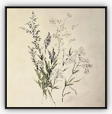 Floral Study No 1 Framed Canvas 24"x24"