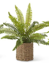 Assorted Ferns in Round Woven Basket (3 Styles)