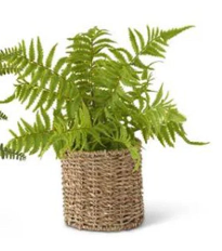 Assorted Ferns in Round Woven Basket (3 Styles)