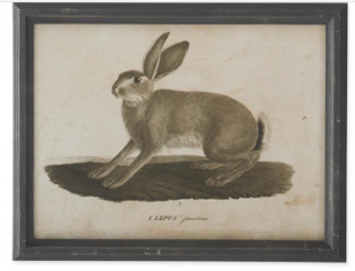 Black Wood Framed Rabbit Print Assorted