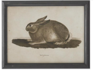 Black Wood Framed Rabbit Print Assorted