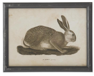 Black Wood Framed Rabbit Print Assorted