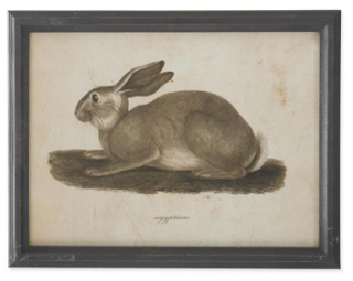 Black Wood Framed Rabbit Print Assorted