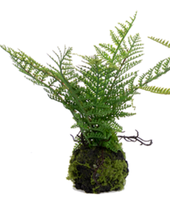 Small Fern in Moss Ball Assorted