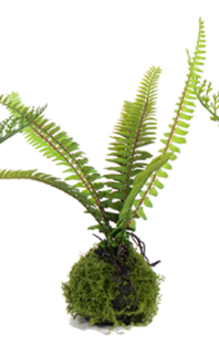 Small Fern in Moss Ball Assorted