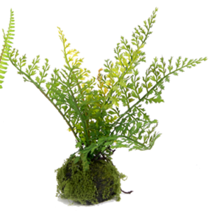 Small Fern in Moss Ball Assorted