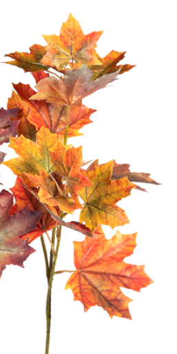 Maple Spray 30" Assorted
