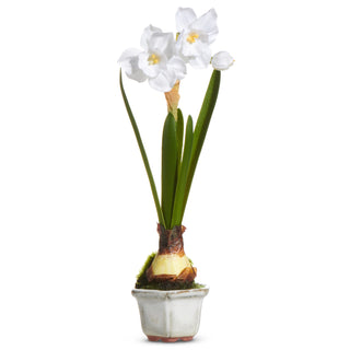 Single Narcissus in Cachepot 8.5" white flower bulb