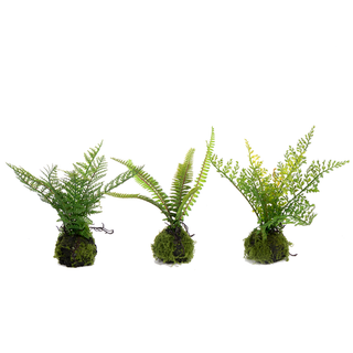 Small Fern in Moss Ball Assorted