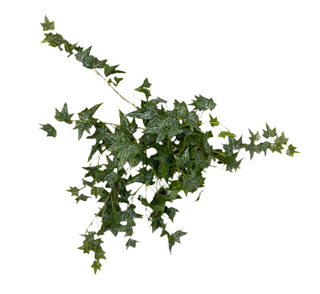 Small Frosted Ivy Green