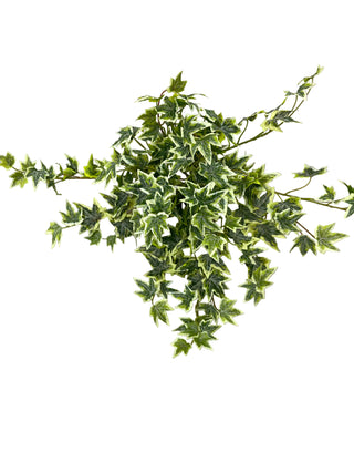Small Frosted Ivy Variegated