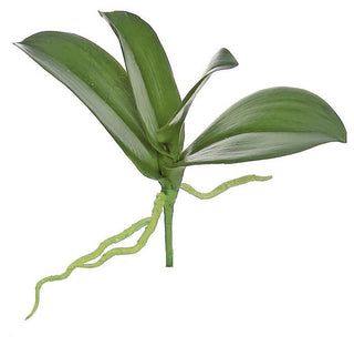 Small Phalaenopsis Orchid Foliage x 4 green leaves leaf