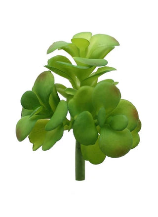 Springtime Succulent